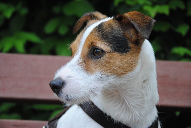 Parson Russell Terrier, salute: malattie comuni e accortezze