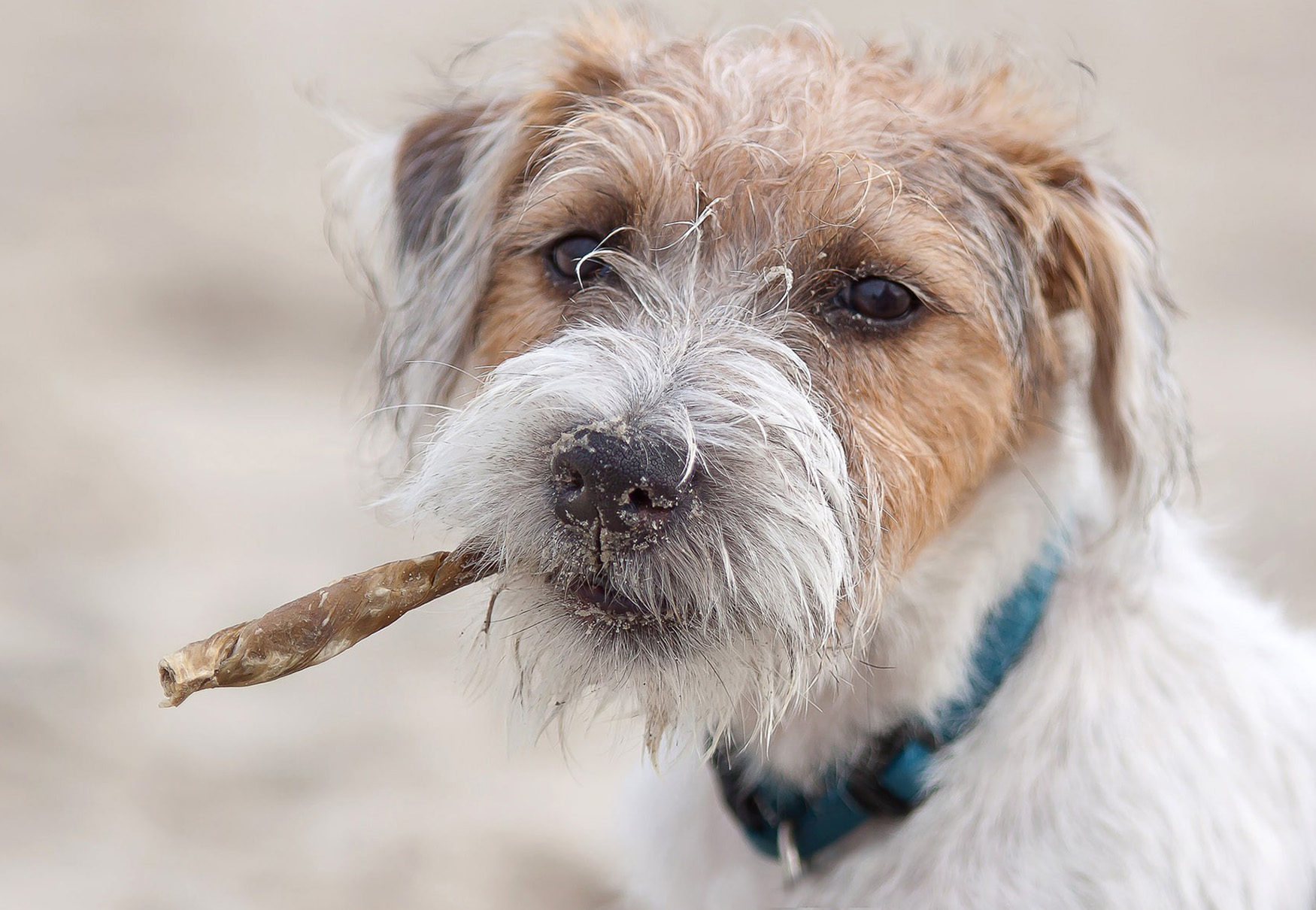 cane sporco in spiaggia