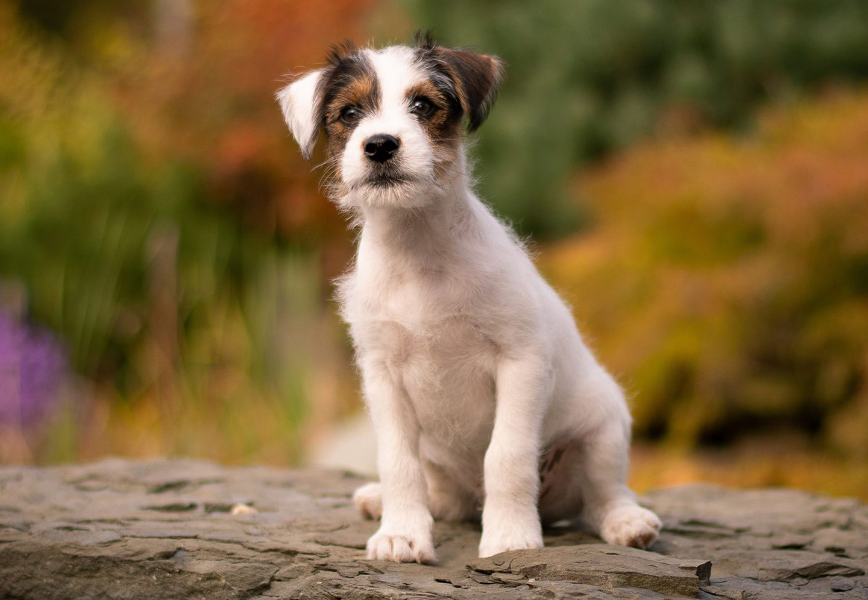 cane a pelo lungo che guarda a distanza