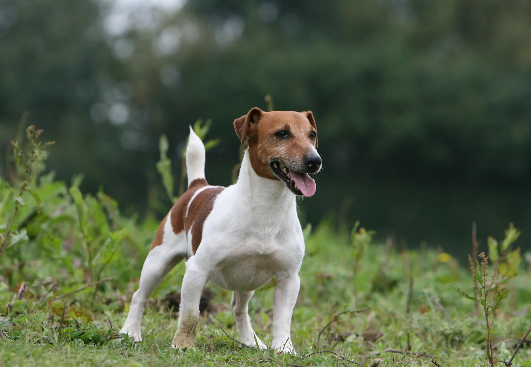 cane curioso all'aperto