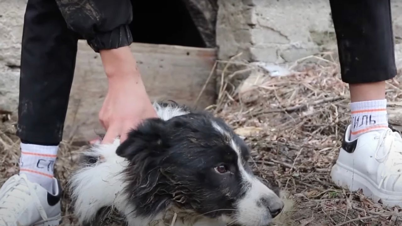 Cane bianco e nero