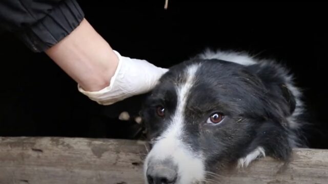 Per paura, questo cane si nascondeva persino dai volontari: aveva vissuto qualcosa di terribile