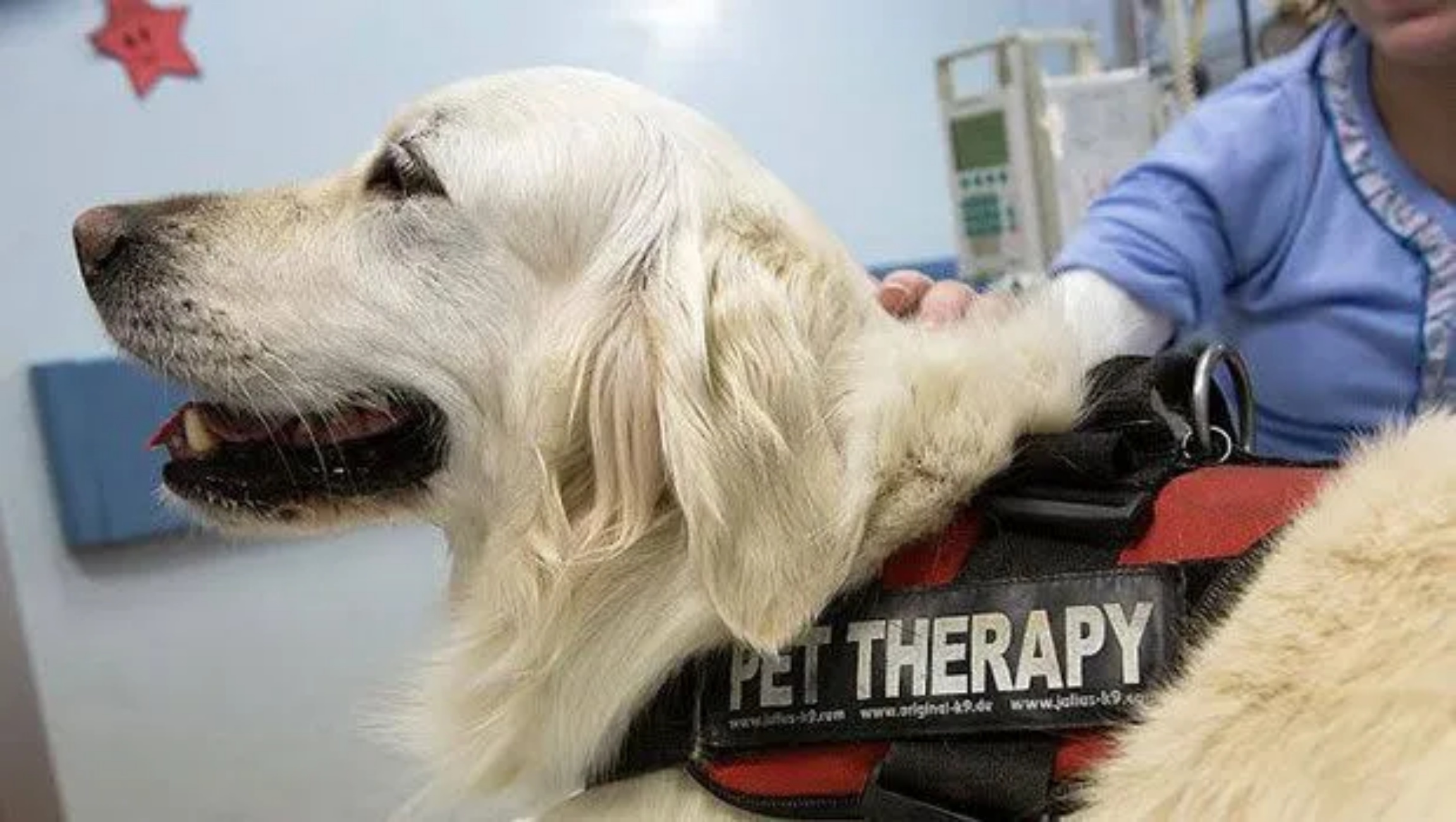 cane da pet therapy