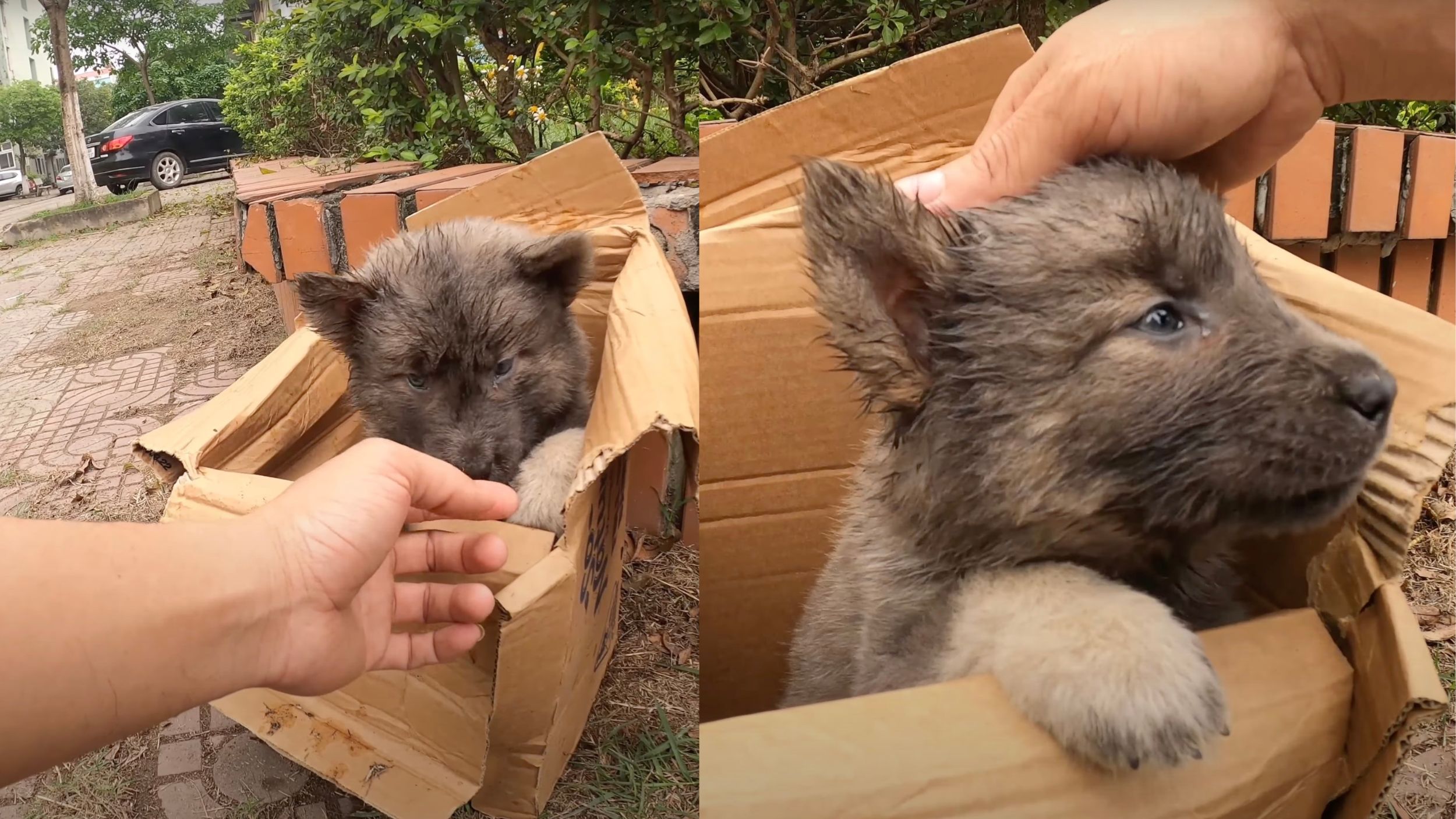 Cagnolino dentro un cartone