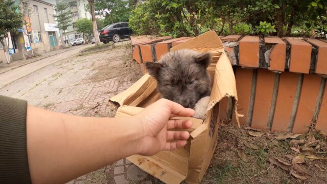 Piccolo e indifeso, questo cucciolo di cane era stato lasciato in mezzo alla strada, al freddo e al gelo