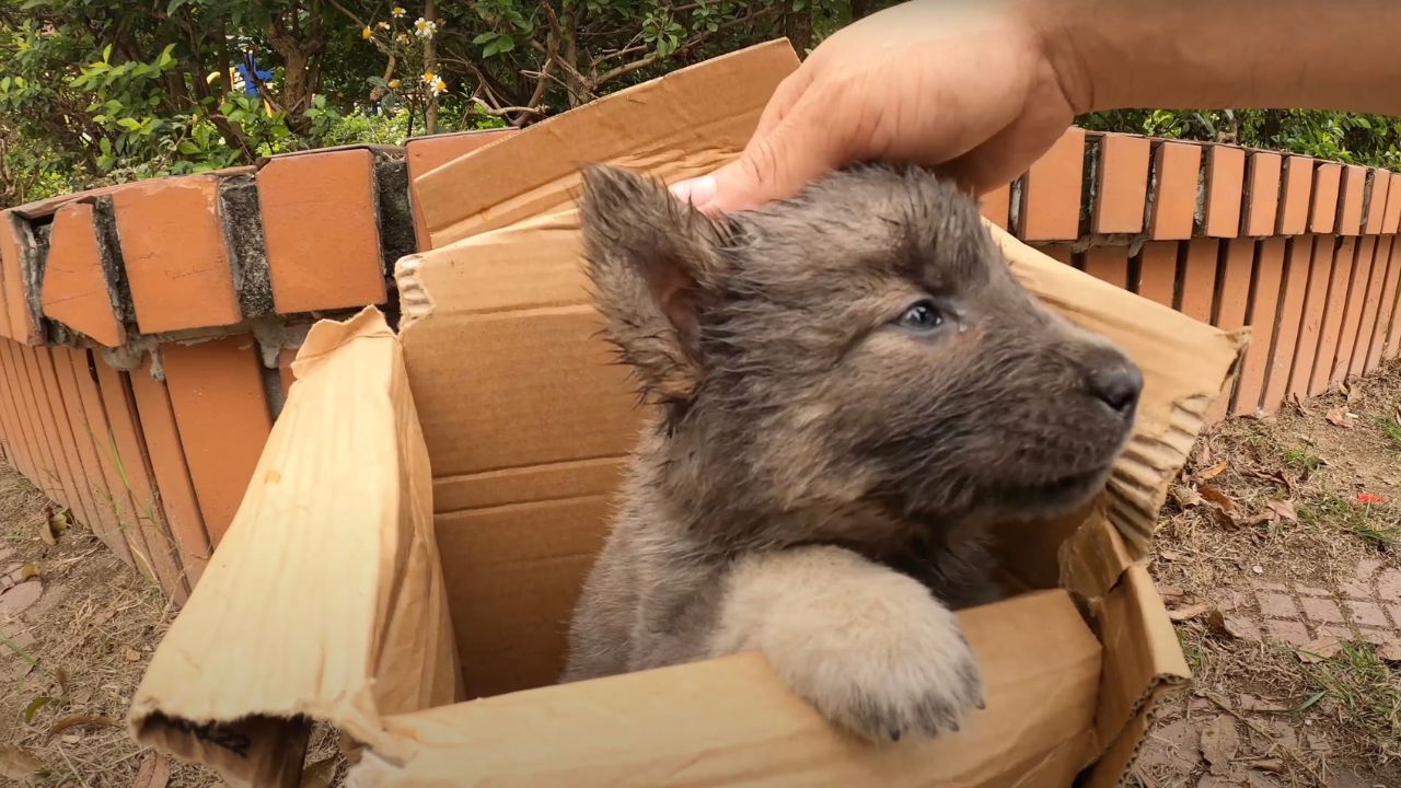 Piccolo cane nel cartone