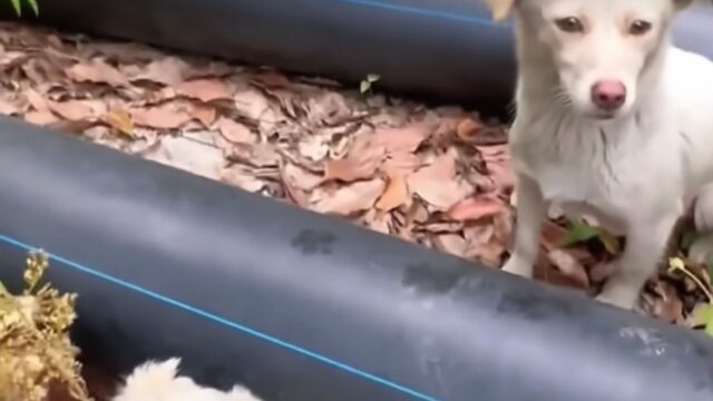 Pur di sopravvivere con i suoi cuccioli, questa mamma cane li nascondeva tra i tubi e li teneva al sicuro