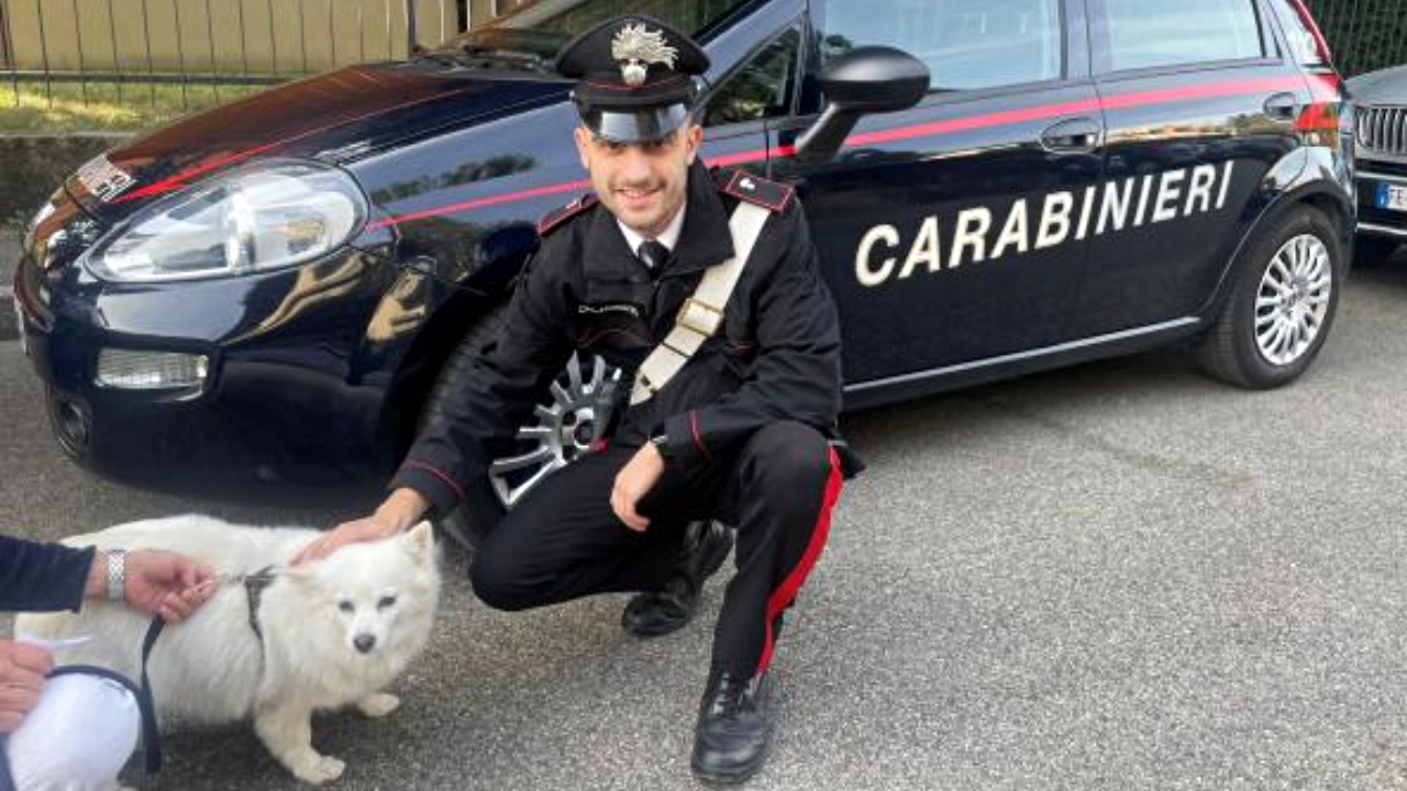 volpina ritrovata dai carabinieri