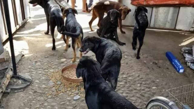 Queste persone tenevano in casa 15 cani: le loro condizioni hanno portato la forestale a intervenire