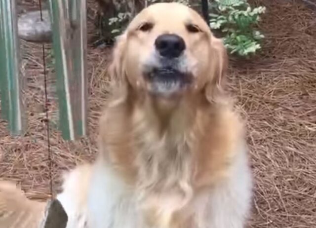 Questo Golden Retriever ama il suono delle campane a vento al punto da iniziare a cantare con loro 