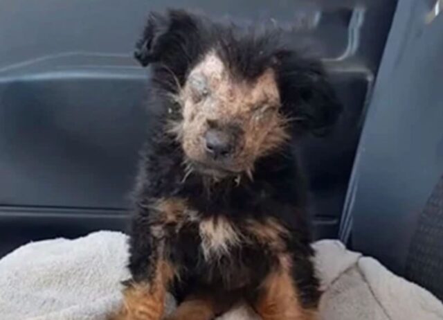 Questo cucciolo di cane è stato abbandonato e lasciato da solo, ma ora la sua vita è diversa