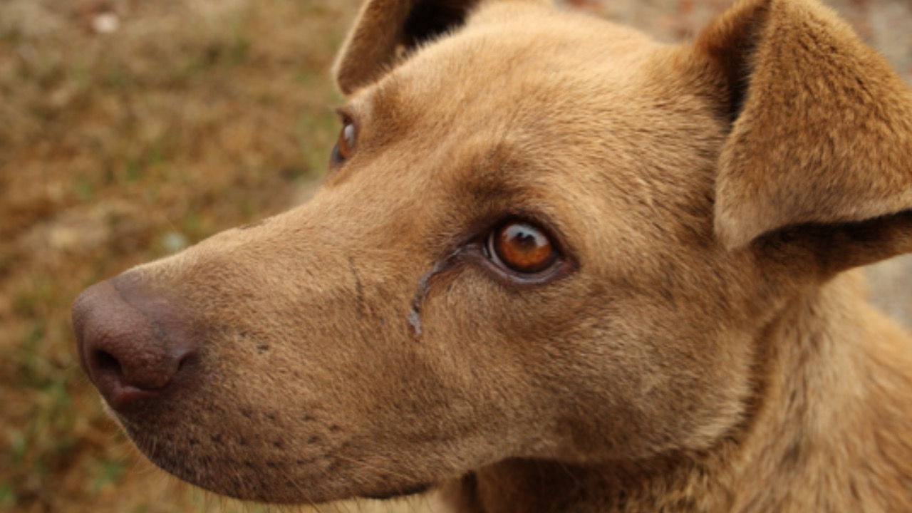 Cane guarda avanti