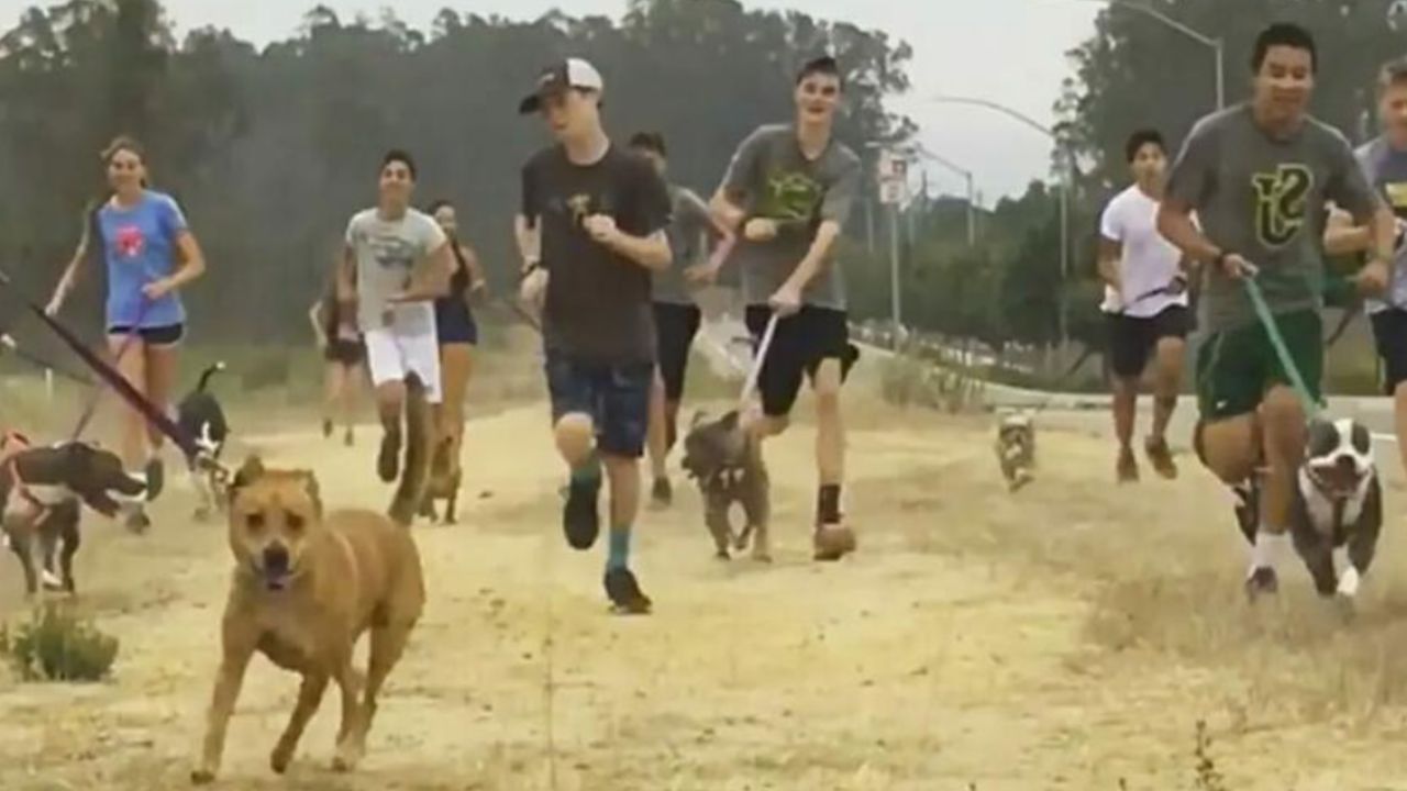 cani corrono