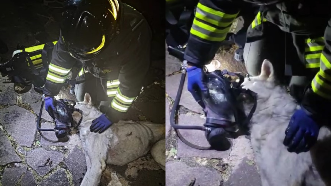 cani salvati da vigili del fuoco