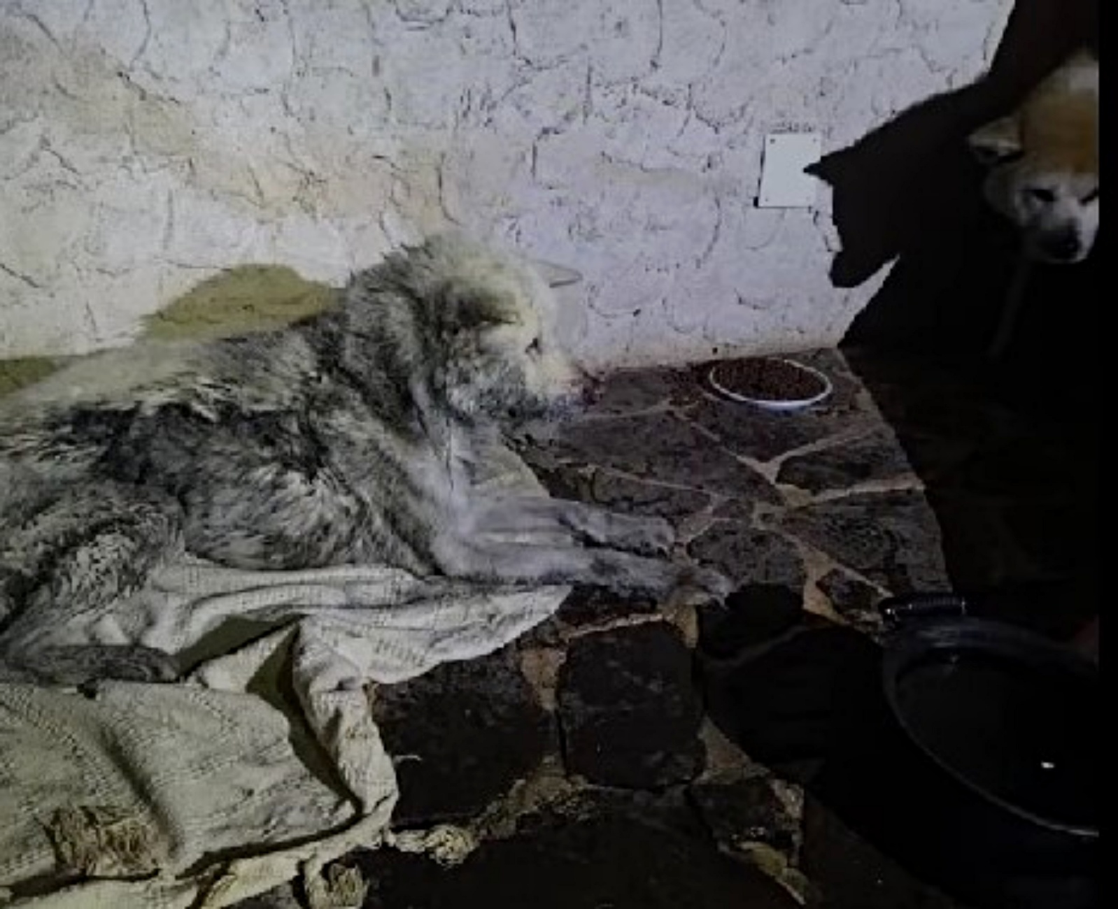 cani salvati da un incendio