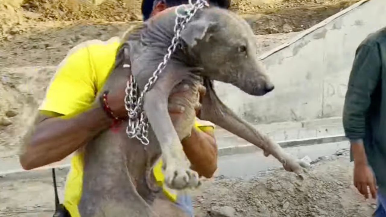 Ragazzo prende cane in braccio