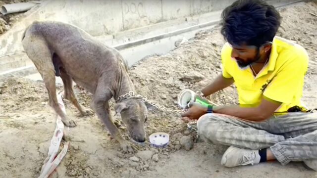 Segnato da una grave malattia della pelle, questo cane è stato trovato in condizioni pessime