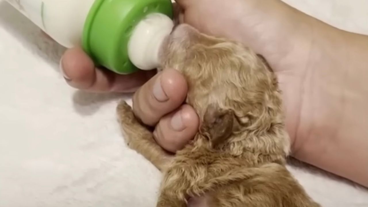 Cucciolo di cane al biberon