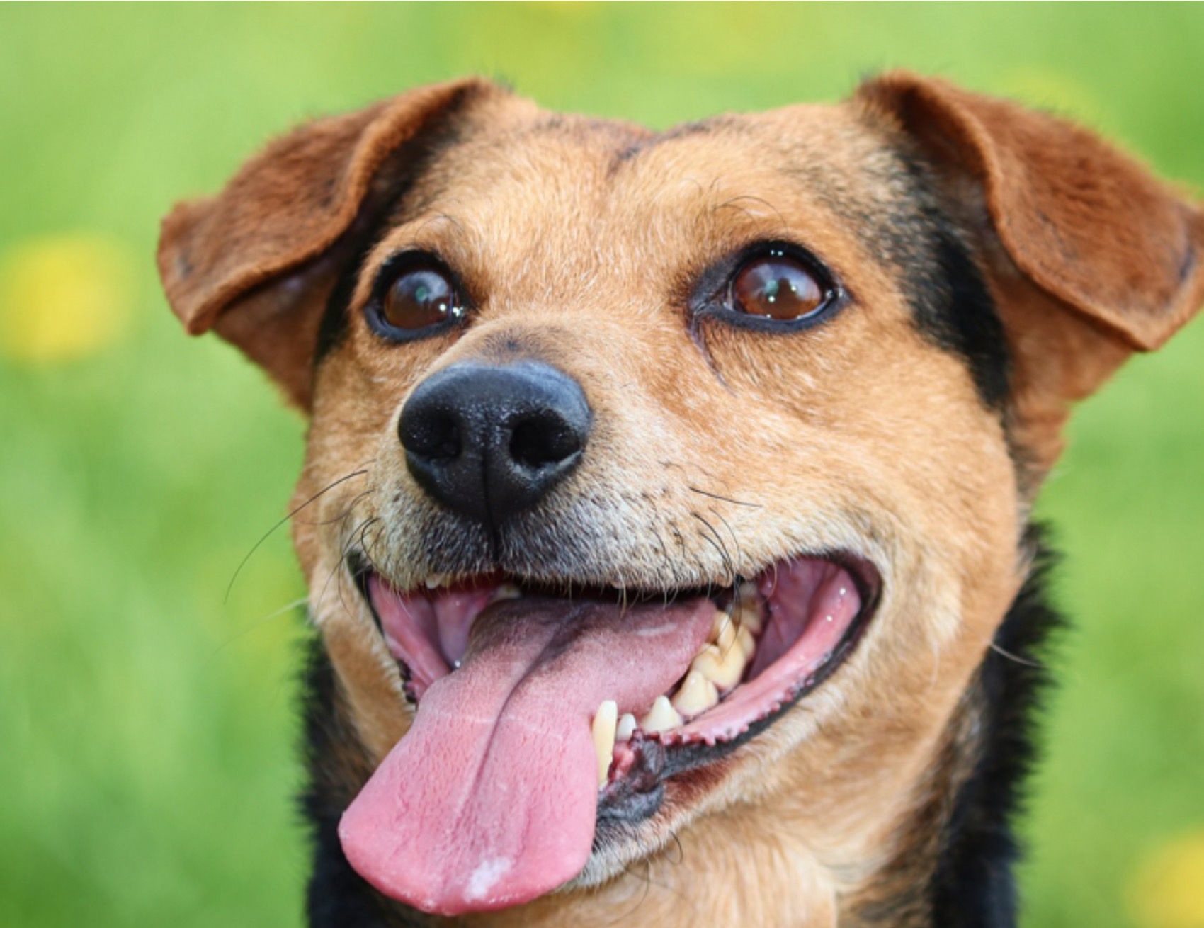 Cane guarda avanti