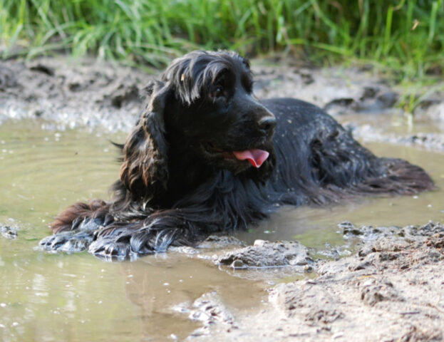 Sì, così possiamo ridurre l’impatto ambientale dei nostri cani: lo dice la scienza