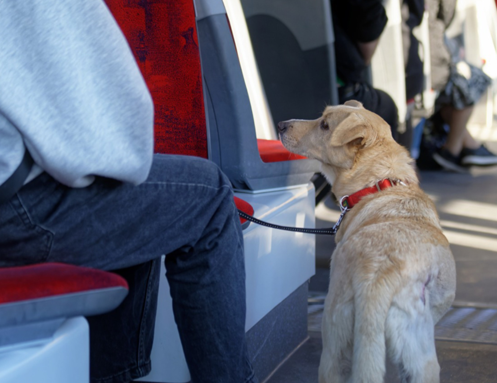 Cane guida guarda umano