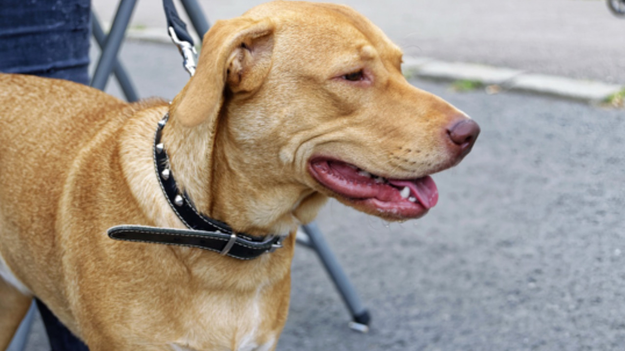 Cane guida guarda avanti