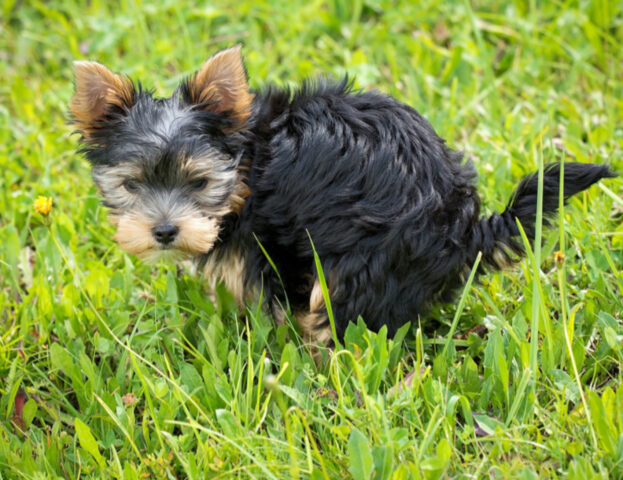 Sì, qui in Italia un comune cerca volontari per beccare chi non raccoglie la cacca del cane