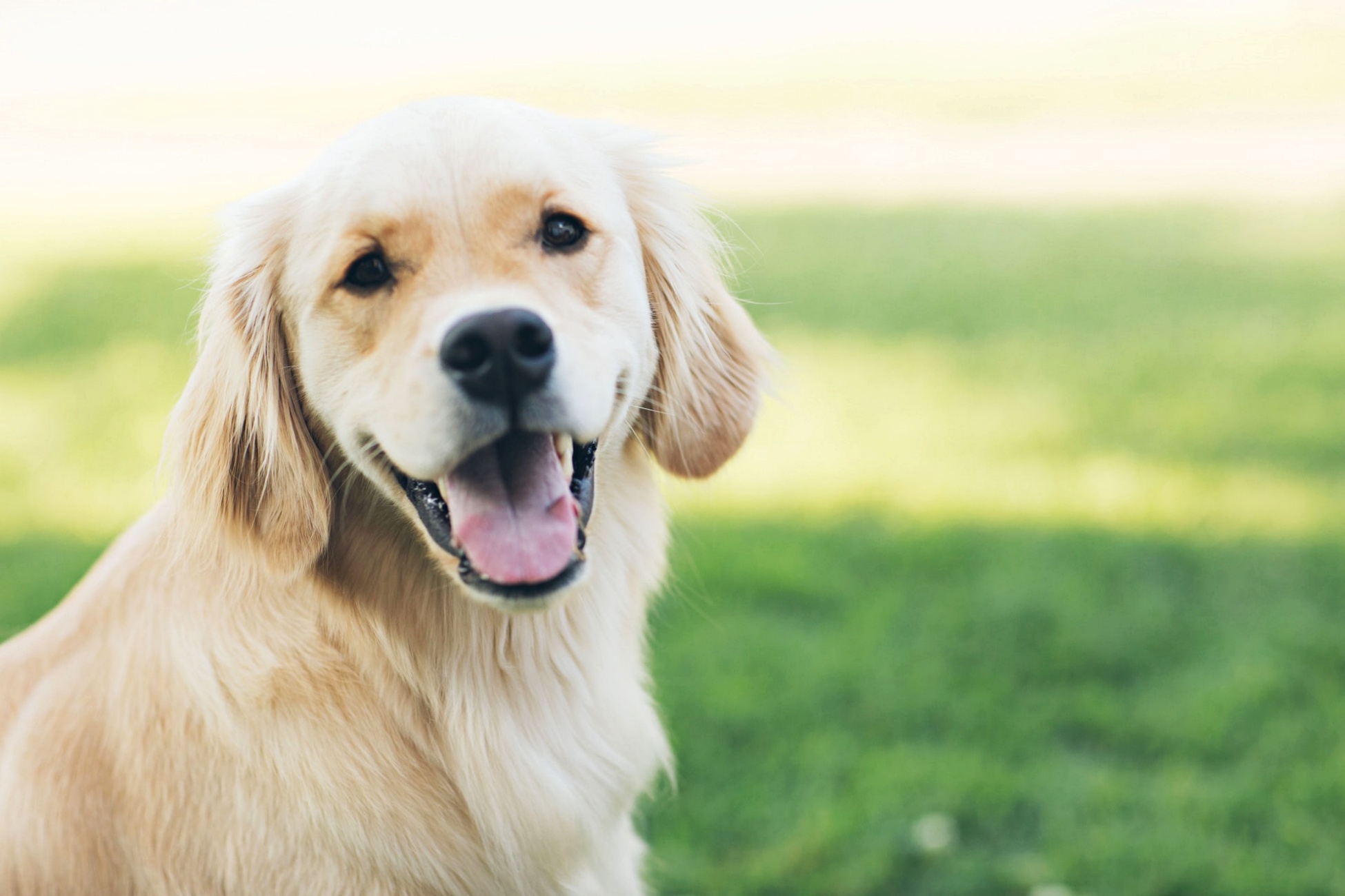 cani padronali sterilizzazione