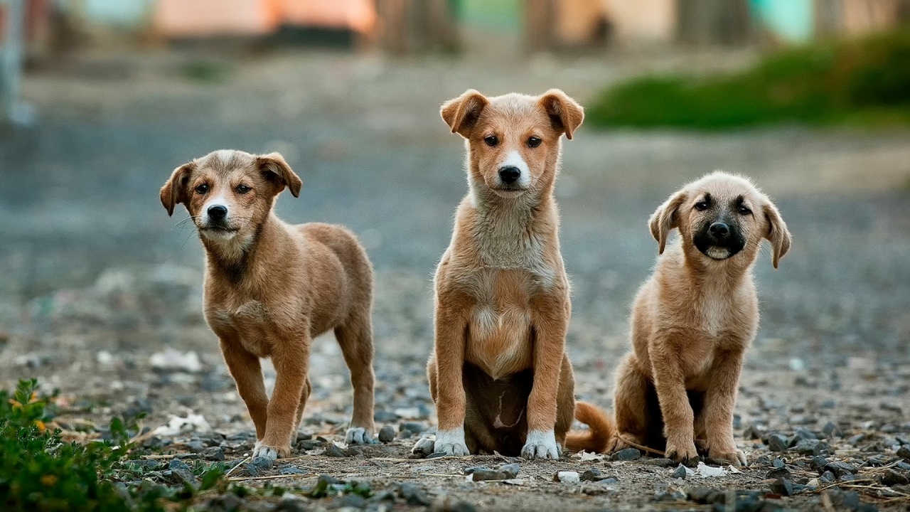 cani padronali e sterilizzazione gratuita