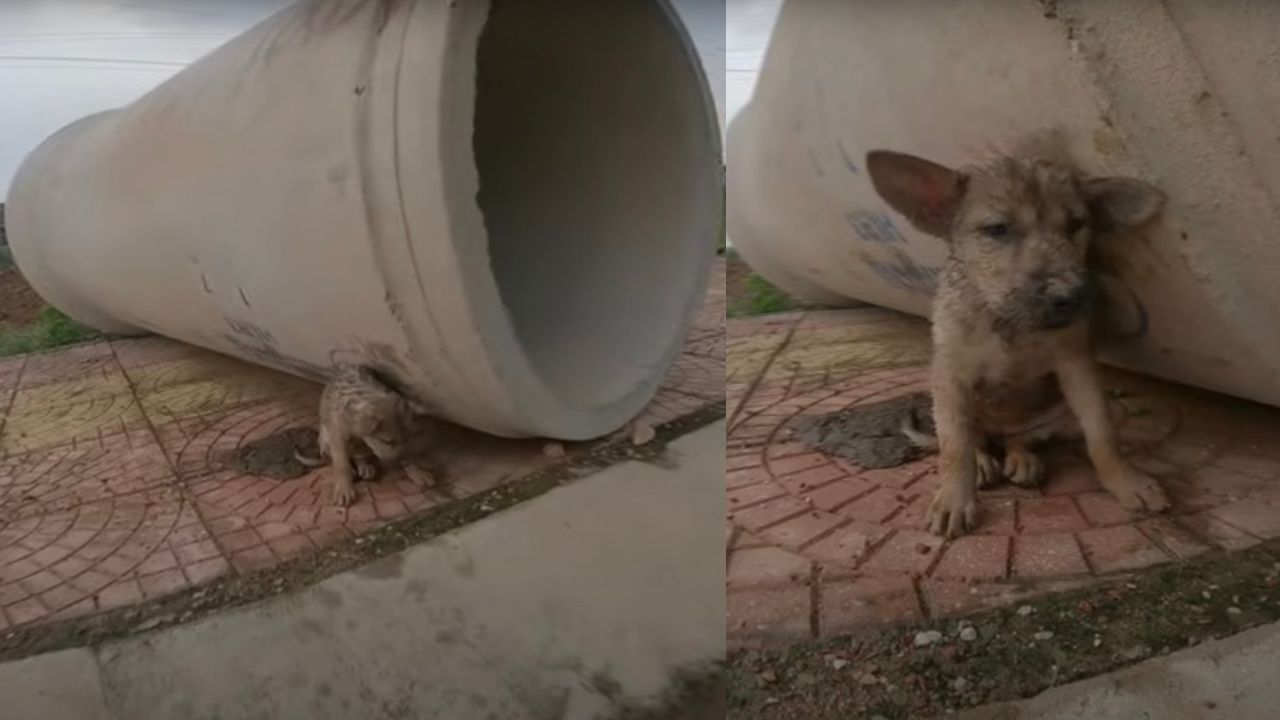 Cane abbandonato sotto la pioggia