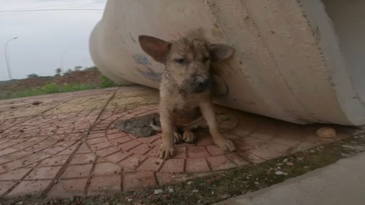 Cagnolino sotto la pioggia