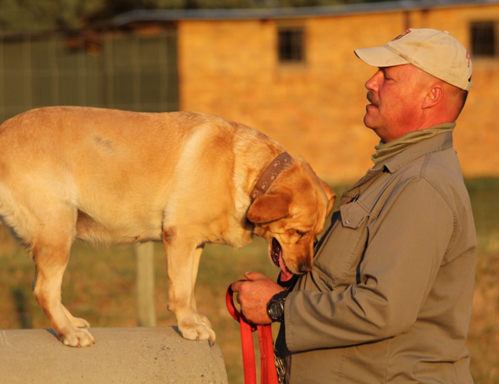 Cane coccola il padrone