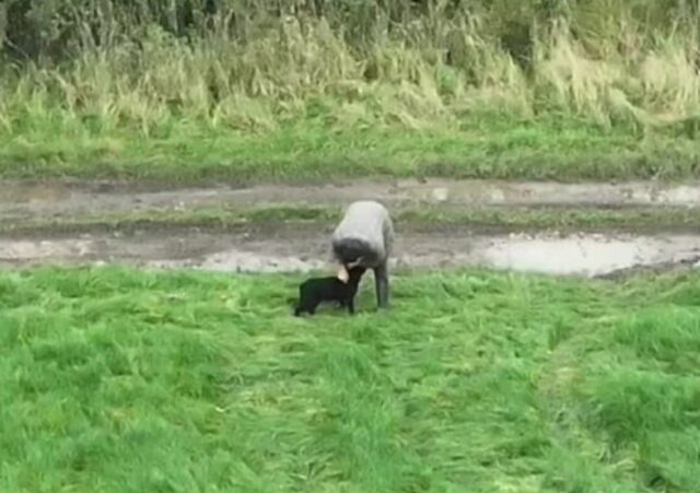 Tutto grazie a un drone: così la cagnolina cieca scomparsa Molly ha riabbracciato il suo padrone