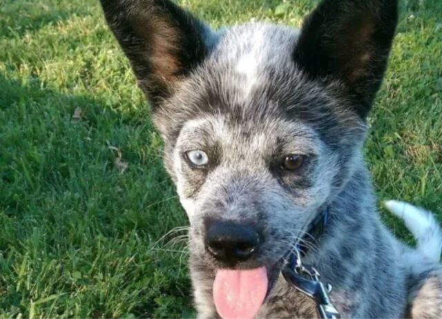 Un cane a cui mancano parti di cervello viene salvato e ora vive la vita più felice del mondo