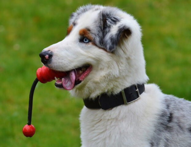 Vuoi sapere se il tuo cane preferisce cibo o giocattoli? Adesso te lo dice uno studio