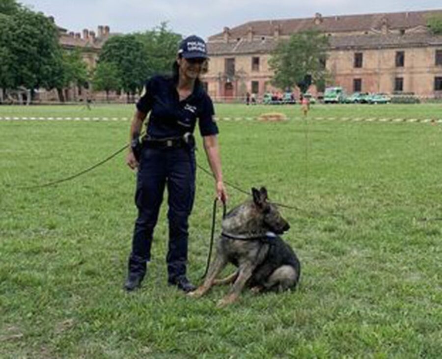 Cane antidroga di razza pastore tedesco