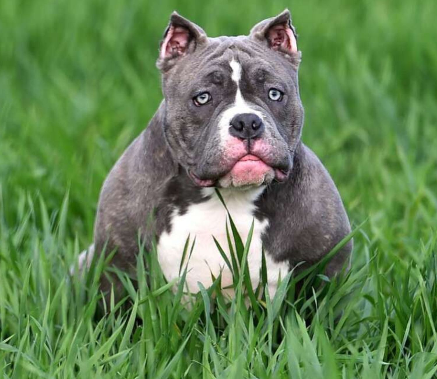 La razza American Bully a rischio negli UK