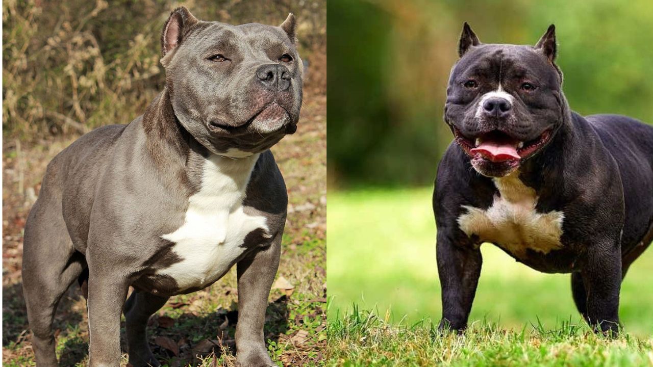 American Bully, cane a rischio nel Regno Unito