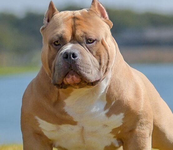 American Bully nei rifugi, si pensa a sopprimerli tutti: troppo aggressivi, vietato allevarli e venderli