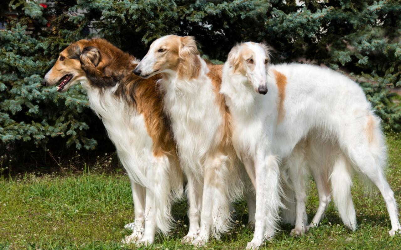 borzoi russo