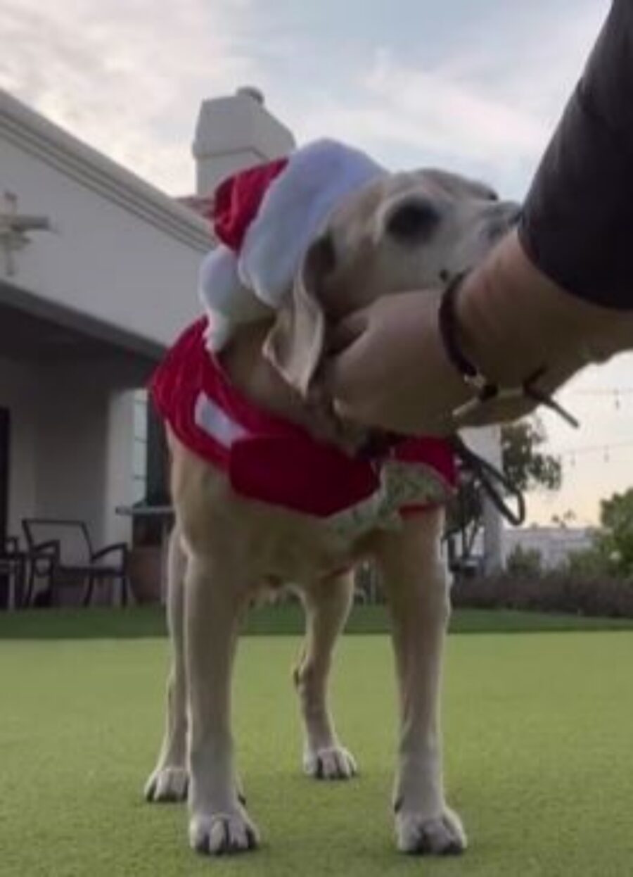 un cane il giorno del suo compleanno