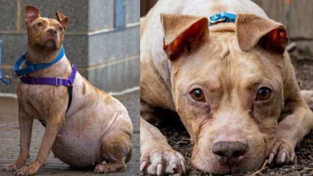 Per via delle sue condizioni nessuno lo voleva, fin quando questo cane non ha incontrato una persona speciale