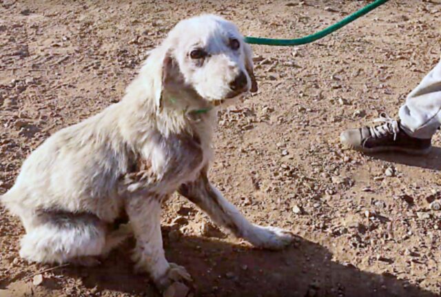 Il suo proprietario ha provato a mettere fine alla sua vita per tre volte, ma ora questa cagnolina è finalmente serena