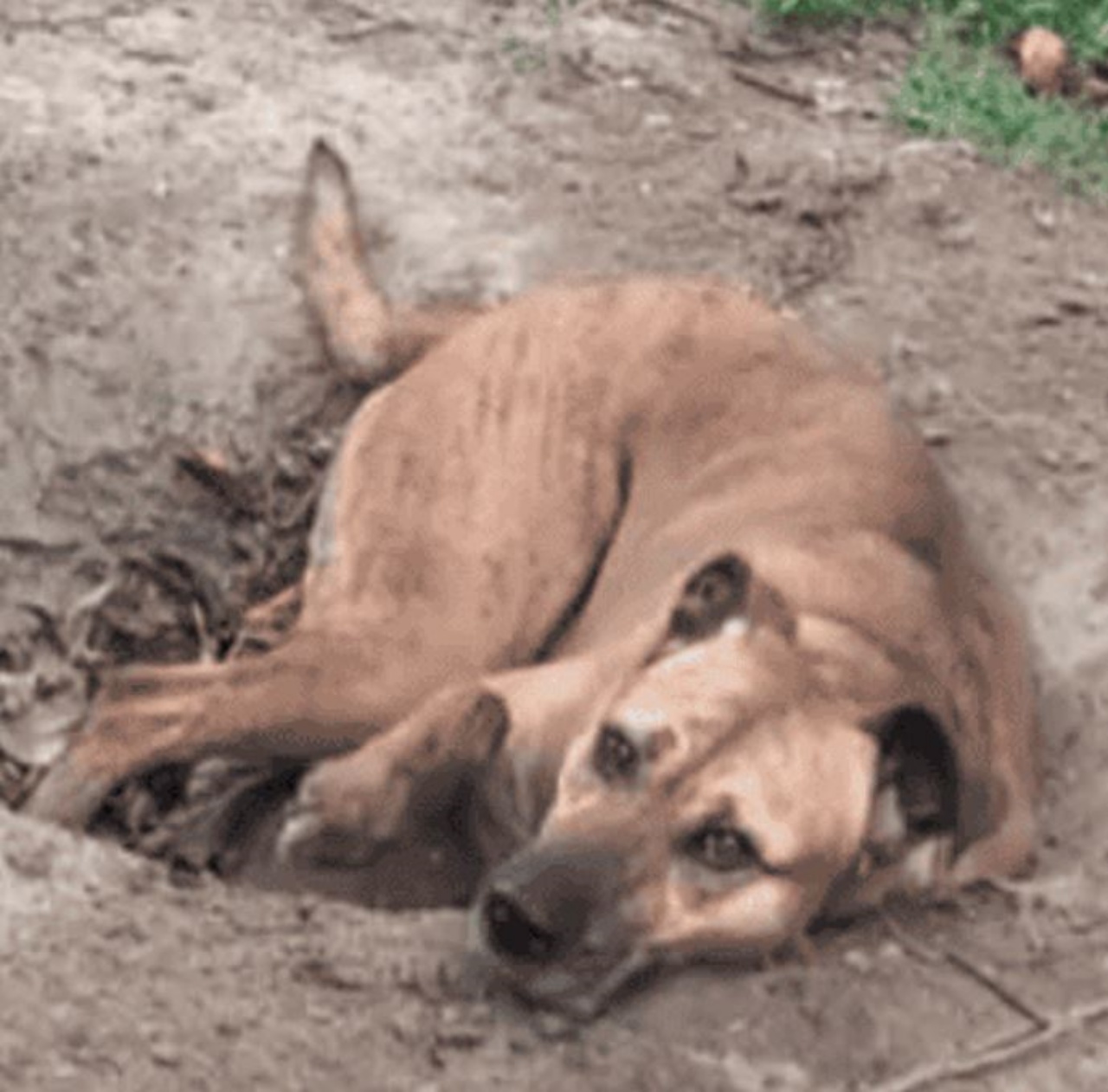 un cane in una buca