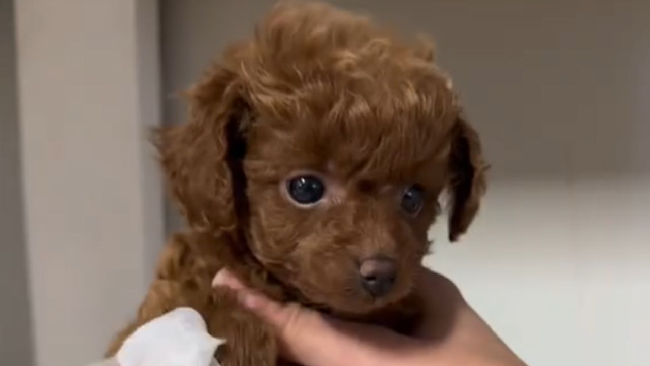 cane con pelo arricciato