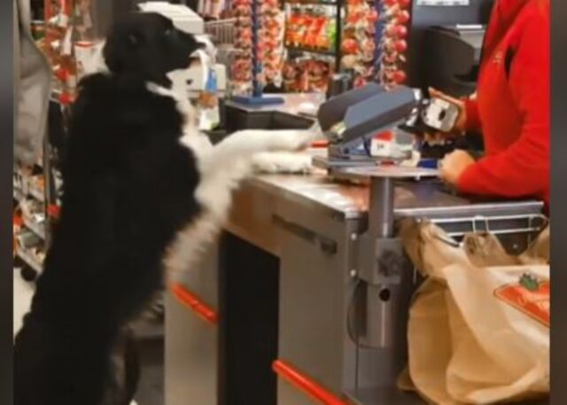 Indipendente eccome: questo cane adora fare la spesa per i suoi dolcetti tutto da solo