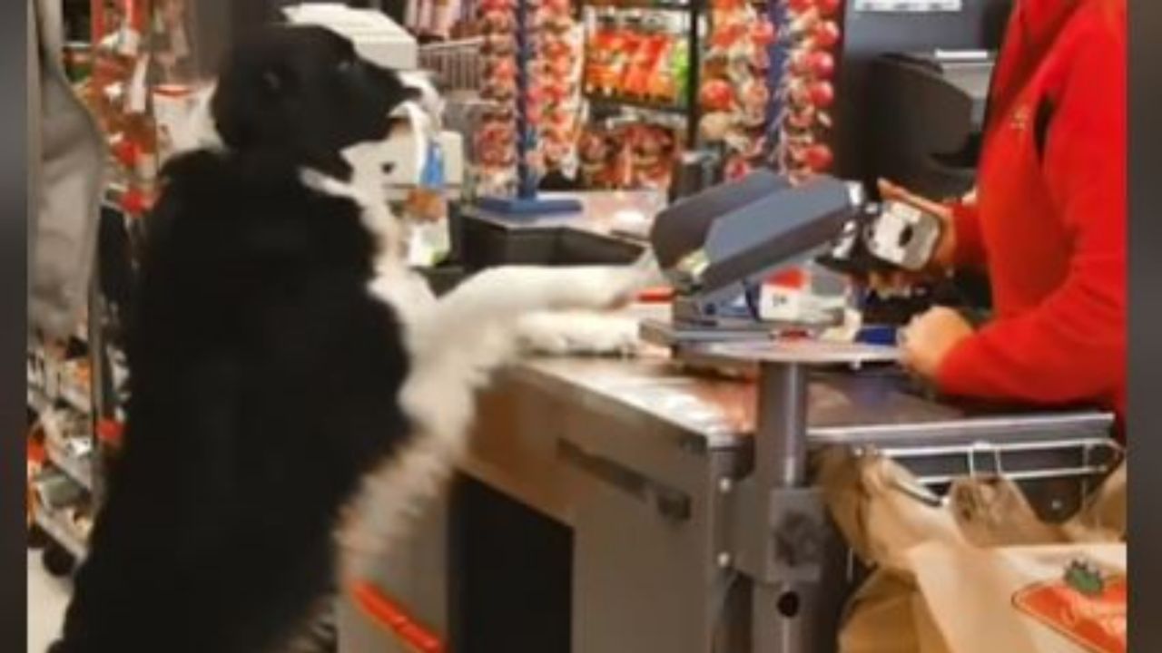 Un cane che fa spesa al supermercato