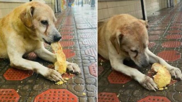 Il cane attendeva il cibo fuori da una panetteria, ma non immaginava che fosse chiusa per sempre