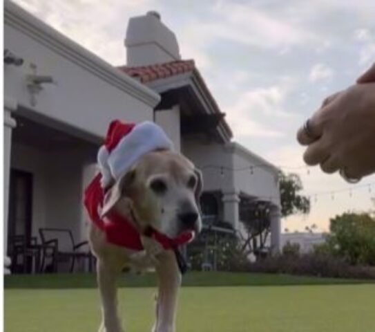 Questo cane si prepara a festeggiare il suo 23esimo Natale ed è la gioia di chiunque lo guardi