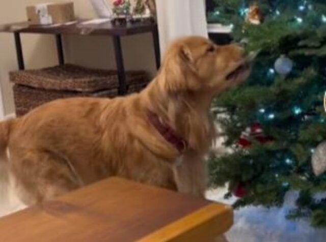 Un vero Grinch canino: questo Golden Retriever non resiste alla tentazione di rubare le decorazioni natalizie